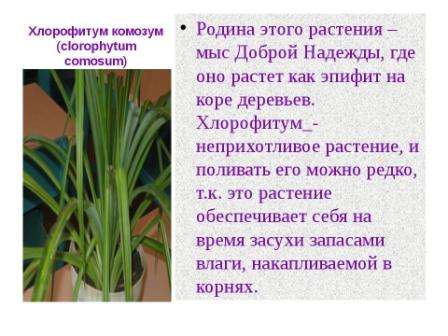 Sydamerika er hjemsted for denne plante. I det 19. århundrede blev chlorophytum berømt i Europa. Når chlorophytum bliver en voksen plante, når den omkring 50 cm