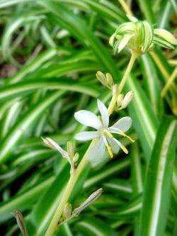 blomstrende chlorophytum