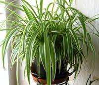 Chlorophytum er uhøjtidelig for lys: den vokser aktivt både på et godt oplyst sted og i skyggen. Hvis planten placeres et oplyst sted, svarer den dig med hurtig vækst: den bliver frodig, bladene er brede, flere skud med rosetter vises. Manglende lys påvirker farven på den brogede type chlorophytum, hvilket gør striberne falmede, næsten usynlige.