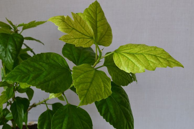 Tegn og årsager til klorose