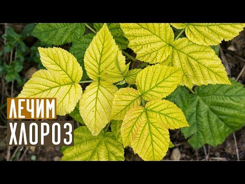 Den mest effektive metode til bekæmpelse af klorose / haveguide