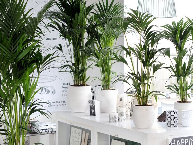 Tips og tricks til hjemmepleje til hovea -palmetræet.