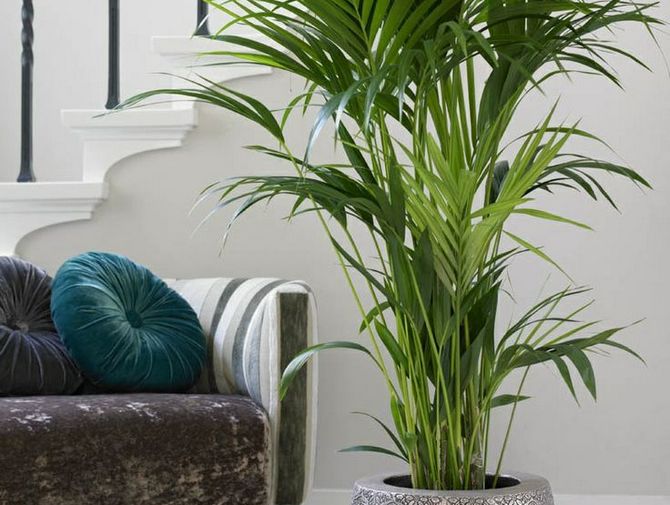 Hoveya omsorg. Sådan plejer du en hovea. Transplantation og reproduktion