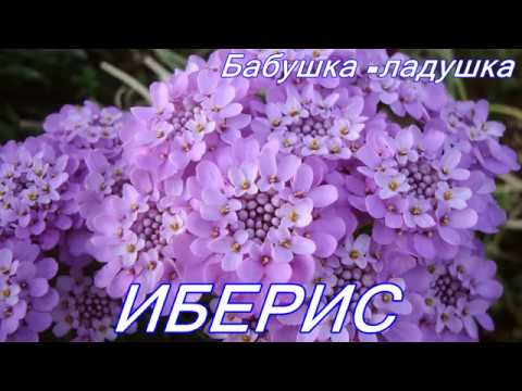 Iberis - dekoration af din have.