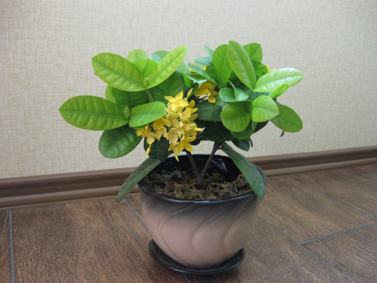 Ixoran kasvun vaikeudet