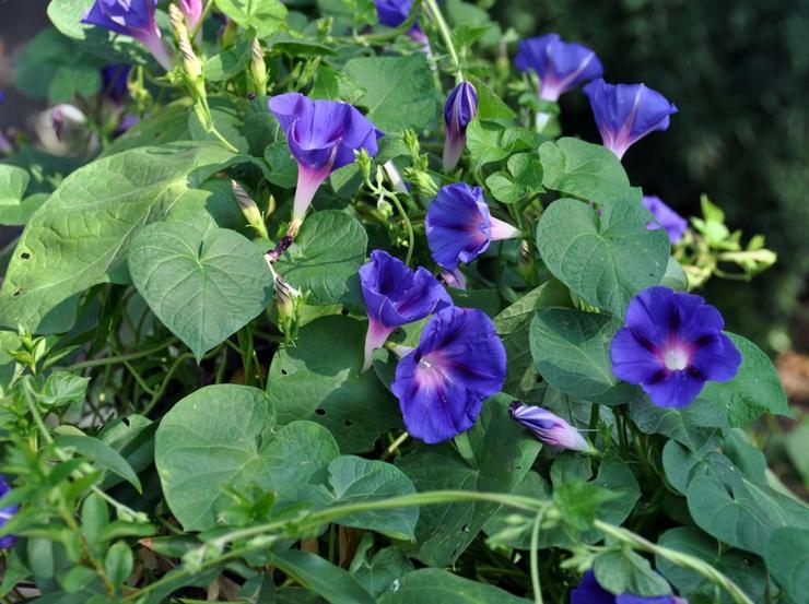 Ipomoea violetti