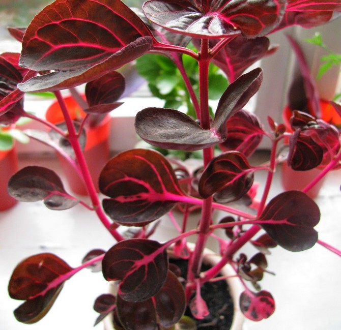 العناية بالأيرزين في المنزل