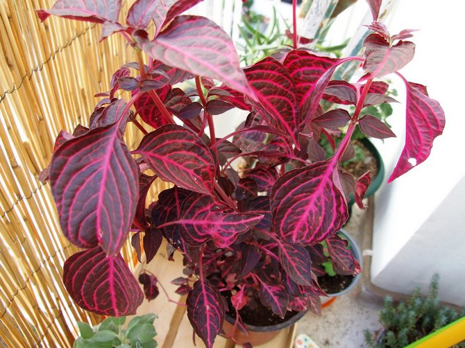 يمكن لمصنع irezine أن يتحمل الهواء الجاف بأمان في الشقة.