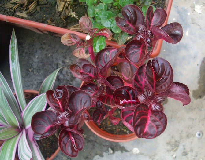 يتطلب الاستخدام المنتظم للأسمدة المعدنية أو العضوية