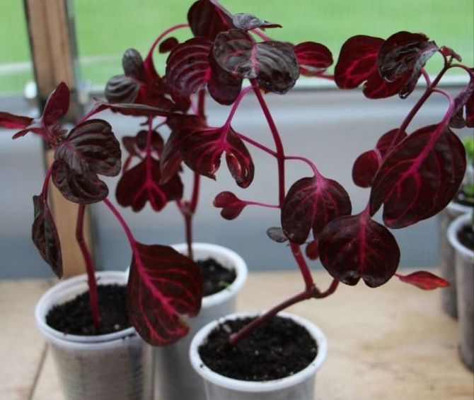 استنساخ ايرزين