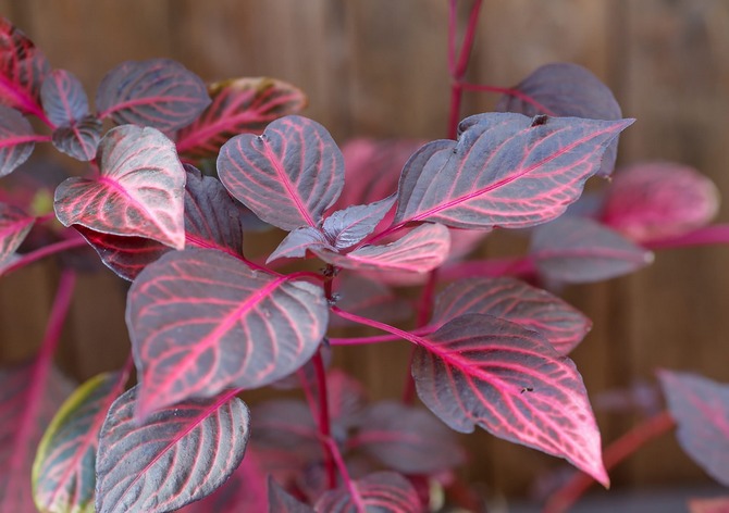 الأنواع الشعبية من ايرزين