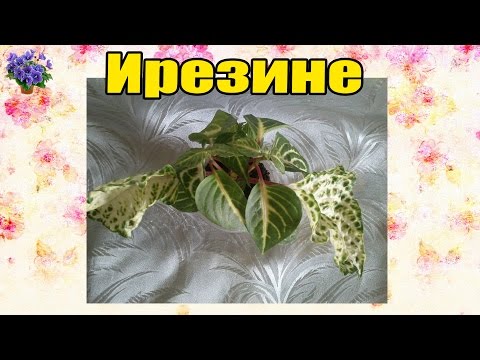 ايريسين. النمو والاهتمام