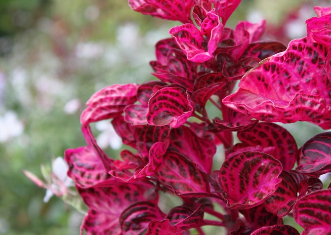 ايرزين - الرعاية المنزلية. زراعة اليرزين وزرعه وتكاثره. الوصف والأنواع. صورة فوتوغرافية