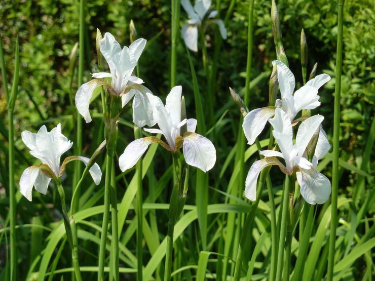 Siperian iiris