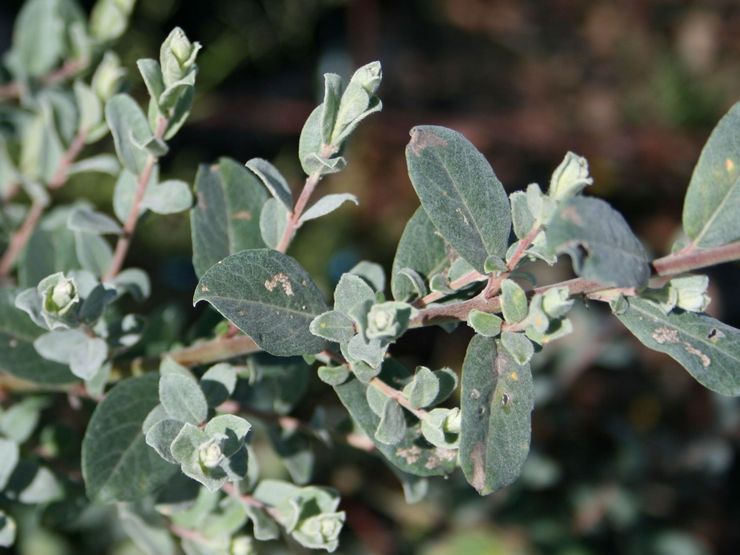 زحف الصفصاف