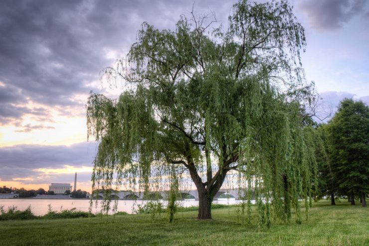 وصف الصفصاف