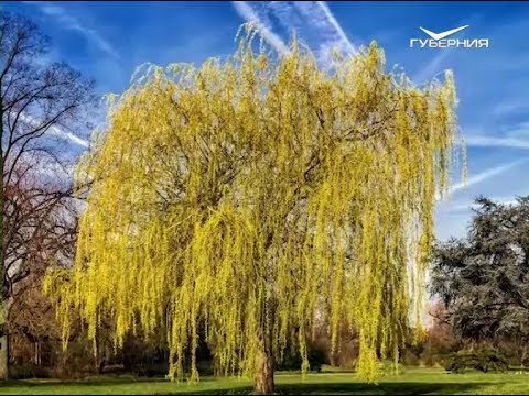 كيف تنمو شجرة الصفصاف؟ ملاحظات الحظ