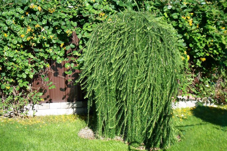 زرع الصفصاف في أرض مفتوحة