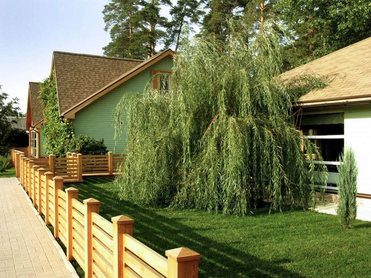 رعاية الصفصاف