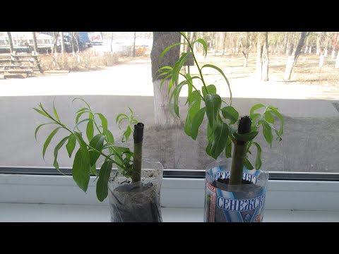 تبكي تكاثر الصفصاف