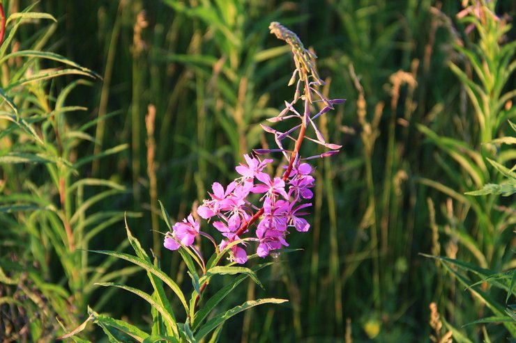 Palokukkien siementen kylväminen