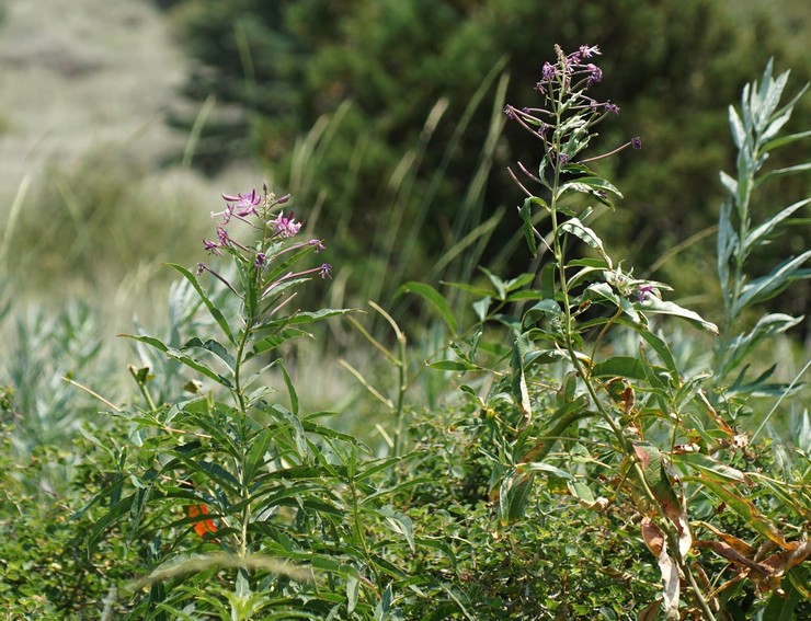 Kuinka kerätä Ivan -teetä