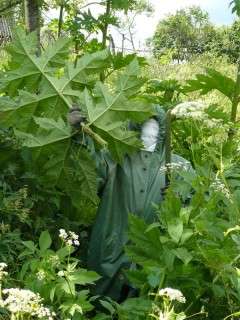 On tärkeää käyttää integroitua lähestymistapaa päästäkseen eroon sikasta pysyvästi. On parasta suorittaa kaikki toimet ennen kukintaa. Kaivaa kasvi juurista, koska se ei leviä juurakosta,