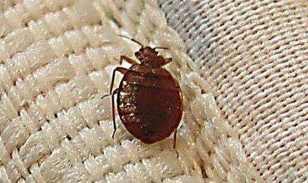 Hvordan fjerner man væggelus en gang for alle? Hvad skal man gøre, hvis der vises væggelus i lejligheden. Disse spørgsmål vedrører alle mennesker, der nogensinde er stødt på disse parasitter. Før vi starter kampen, lad os finde ud af, hvordan væggelus ser ud.