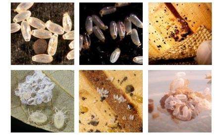 Længden af ​​et voksent insekt er ikke mere end 5 mm, farven er sortbrun. Æg og larver er hvide. I varme rum reproducerer bugs sig året rundt, mens hunnen lægger fra 1 til 12 æg om dagen.