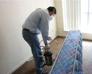 Behandling med kemikalier udføres nødvendigvis i flere faser, da væggelus lever i cirka 15 måneder, og omdannelsen af ​​et æg til en larve og en voksen sker inden for en måned.