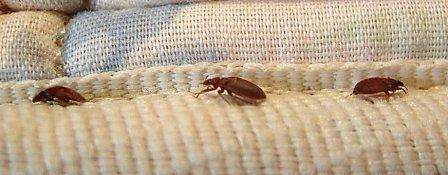 Hvis du har små børn og vil slippe af med væggelus uden kemi, kan du prøve de gennemprøvede folkemetoder. Selvom disse metoder kan virke mere besværlige, kan de stadig hjælpe med at udrydde indenlandske parasitter.