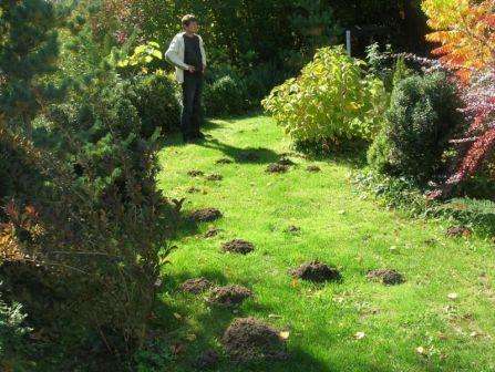 Ποια είναι η βλάβη από τις κρεατοελιές στον κήπο