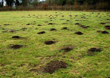 Μέθοδοι αντιμετώπισης τυφλοπόντικων σε μια προσωπική πλοκή