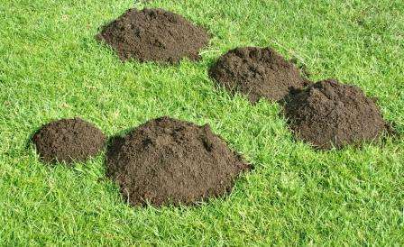 Οι κρεατοελιές στη χώρα πώς να απαλλαγούμε από τις βιολογικές μεθόδους