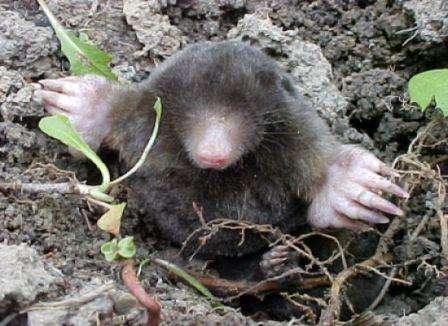 Kuinka käsitellä myyröitä maassa kansanlääkkeillä Tehokkaat kansanmenetelmät myyrien käsittelemiseksi maassa