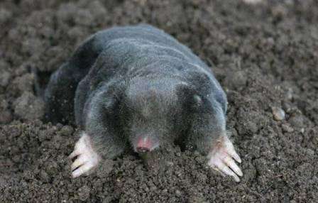 Υπάρχουν πολλά χρώματα κρεατοελιών - σκούρο γκρι, μαύρο και μαύρο -καφέ