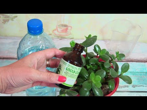 Top -kastike rehevään kasvuun ja sisäkasvien kukintaan