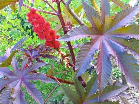 Muista testata allerginen reaktio ennen risiiniöljyn käyttöä.