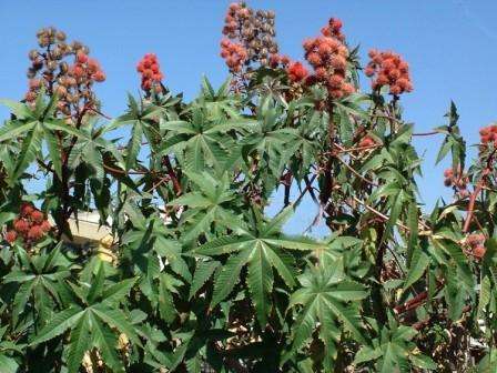Kuinka käyttää risiiniöljyä Risiiniöljyä voit käyttää kotona