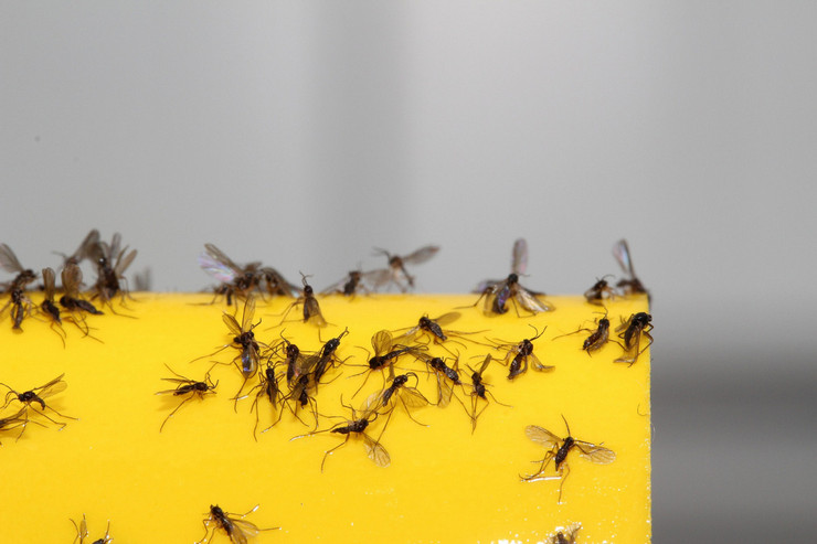 Kuinka käsitellä kukkapenkkejä