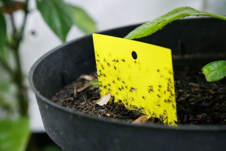 Prečo sa v kvetoch objavujú midges?