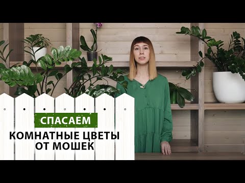 Midges na izbových kvetoch. Ako sa s nimi vysporiadať?