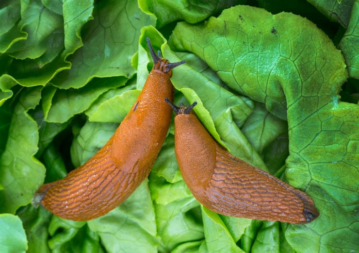 Από πού προέρχονται οι γυμνοσάλιαγκες