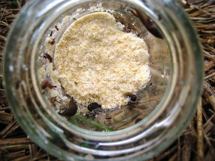 Δολώματα και παγίδες γυμνοσάλιαγκας