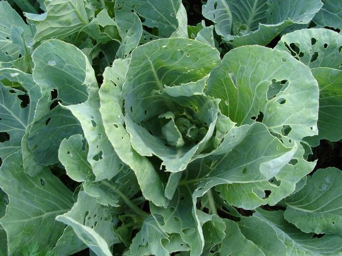 كيفية التخلص من آفات الملفوف بدون مواد كيميائية