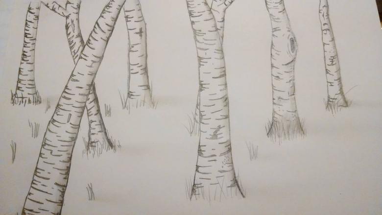 Kuinka piirtää koivu vaiheittain - helppoja mestarikursseja koivun piirtämisessä