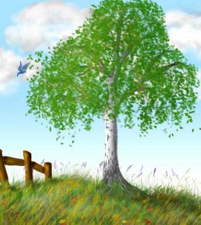 Kuinka piirtää koivu vaiheittain - helppoja mestarikursseja koivun piirtämisessä