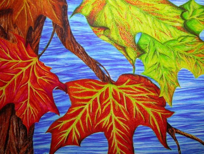 Sådan tegnes et ahornblad i etaper: fluo -eksempler, video