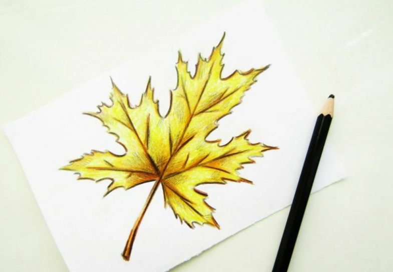 Sådan tegnes et ahornblad i etaper: fluo -eksempler, video