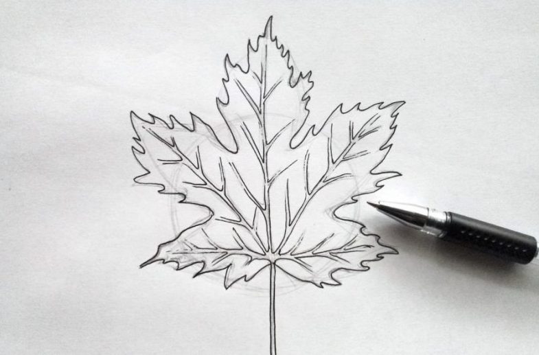 Sådan tegnes et ahornblad i etaper: fluo -eksempler, video